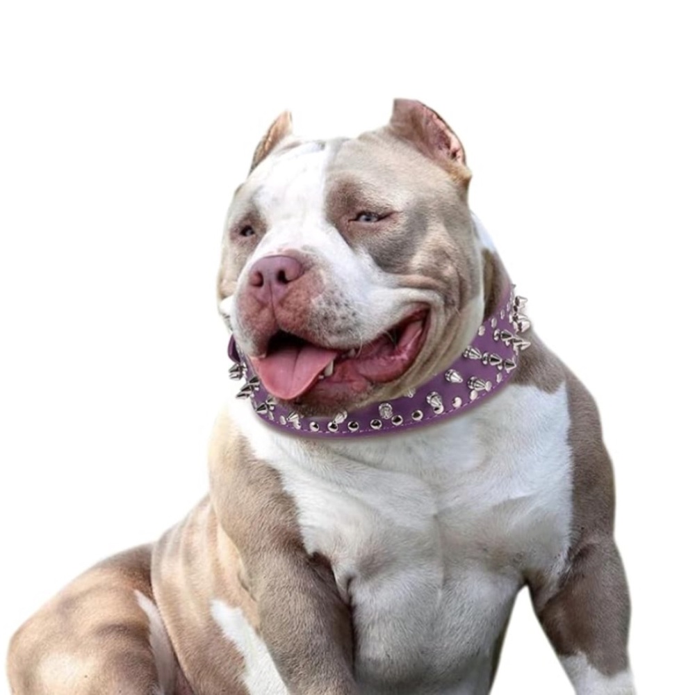 Dogs Purple Spiked Studded Dog Collar